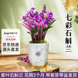 劉閣蘭花七彩石斛兰花绿植盆栽年底开花 11苗带紫叶配瓷白色盆源头直发