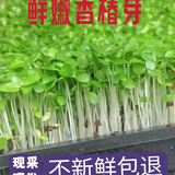 新鲜【香椿】芽苗菜可食用香椿苗香春苗冷艺新鲜蔬菜苗菜摆盘装饰 椿香浓郁香椿苗400克两盒装