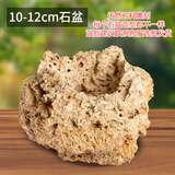 石光小站花盆吸水石上水石花盆天然奇石原石盆金钱菖蒲多肉盆栽盆景微景观 吸水石花盆10-12cm（无赠品）