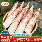 京地达正宗天目山现挖春雷笋净重3斤装单果150g起新鲜竹笋源头直发包邮