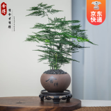 开时果 文竹盆栽桌面摆件盆景 办公室植物竹子水培绿植盆景源头直发包邮 【DY同款】舍得紫砂盆+黑石+底座