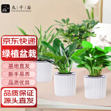 九千谷金钻吊兰鸭脚木绿萝盆栽植物花卉桌面绿植花卉小盆景源头直发