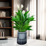 白掌一帆风顺盆栽植物室内花卉绿植水养四季开花新手好养活 白掌1盆（繁星盆）