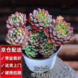 两腿跑【送货上门】三八节多肉植物带盆桌面盆栽组合绿植花卉幼儿园盆栽 蓝苹果(带盆栽好)