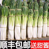 农大姐妹【顺丰速运】章丘大葱 山东特产正宗章丘大葱大梧桐 非山东铁杆葱 特级去皮净葱1斤