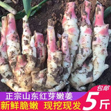 现挖山东红芽嫩姜子姜新鲜仔姜板姜山东红芽生姜5斤农家腌制姜 现挖带泥发货山东红芽嫩姜5斤 5斤