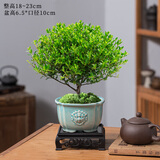 花翁室内绿植盆栽紫檀花卉 小叶赤楠盆景+狮子头盆+底坐源头直发