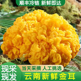 金耳菌新鲜【顺丰空运】云南特产精选刺身级别山珍生鲜冷链发货 精品金耳菌（可刺身）顺丰空运 500g