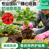 临雅特级草莓新苗盆栽带盆带土发货可结果丹东奶油草莓苗阳台盆栽 【奶油】草莓苗1盆-带盆高约10cm