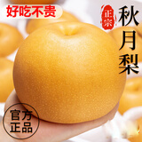 粤迎山东秋月梨新鲜水果当季正宗中秋新鲜水果冰糖梨脆甜多汁送人整箱 净4.5-5斤精选果【4-12个】