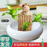 绿荫巷子带芽巴西木好养活水培植物幸运木桌面绿植小盆栽办公室内水养送礼 带芽11cm【宽边大白瓷盆】亲亲小猫 【大号】直径7-8厘米 含营养液