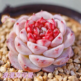 多肉植物小盆栽批发套装多肉组合桃蛋玉露绿植花卉桌面阳台办公桌 天鹅绒3cm不带盆土