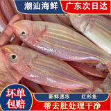 海钓红衫鱼 新鲜速冻金线鱼 潮汕海鲜冷冻水产品金丝红衫鱼红三鱼 一斤2-3条（去肚前500g)