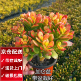 两腿跑【顺丰送货上门】多肉植物带盆桌面盆栽组合绿植花卉幼儿园盆栽 姬红花月(带盆栽好)