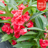 寿禾 凤仙花种子染指甲花四季盆栽种植花卉种籽 中国凤仙花种子100g