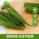 小汤山 秋葵 200g 基地直供新鲜蔬菜安全可追溯