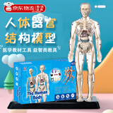 OEMG人体结构骨骼模型解剖可拆卸拼装内脏器官结构人体模型儿童玩具  全透明款-人体模型 【可视化，可拼装】
