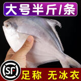 (无冰水半斤一条)新鲜生东海白鲳鱼银鲳鱼海鲳鱼平鱼鲳扁鱼 500g 2斤装共4条（无冰水）