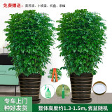 绿韵花田【两小时达】步步高发财树盆栽植物室内大型植物客厅开业公司门口 幸福树一对