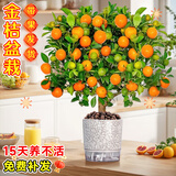 临雅【带果发货】四季金桔树年桔可食用冬季客厅年宵花盆栽金橘子树苗 四季金桔树【大苗】+水培瓷盆