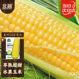 北蔬 水果玉米种子苗四季超甜生吃玉米种籽四季种 美珍206玉米种子50g