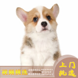 梦茜儿（MEXEMINA）纯种威尔士双色柯基幼犬活体宠物狗狗双血统三色柯基犬小短腿狗狗 宠物级 家养款 母