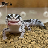暮秋小主豹纹守宫活体小蜥蜴活物异宠温顺可爱入门新手柠檬霜橘子苗爬宠 奶牛肥尾守宫（幼苗亲人）