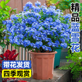 爱优尚蓝雪花爬藤大苗庭院花卉盆栽特大耐热阳台藤四季开花源头直发