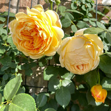 墨一藤本月季爬墙玫瑰蔷薇庭院四季开花 黄金庆典 1-1.2M 源头直发