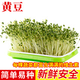 种菜记 芽苗菜种子纸上种菜无土栽培萝卜空心菜豌豆松柳盆栽蔬菜籽四季 小金豆(黄豆）500克