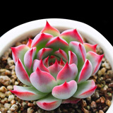 多肉植物小盆栽批发套装多肉组合桃蛋玉露绿植花卉桌面阳台办公桌 吉娃娃3-4cm不带盆土
