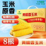 十月稻田 黄糯香玉米 3.52斤(220g*8根) 东北玉米棒 早餐 中秋礼盒 零食