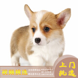 梦茜儿（MEXEMINA）纯种威尔士双色柯基幼犬活体宠物狗狗双血统三色柯基犬小短腿狗狗 宠物级 公