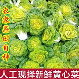 河南新鲜霜冻黄心菜农家黄心乌塌菜青菜黑白菜火锅蔬菜1斤3斤5斤 5斤（精选）