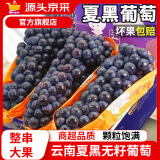 京源采现摘云南夏黑葡萄新鲜采摘无籽奶茶孕妇水果巨峰提子现摘当季 精选净重5斤装