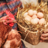 葛溪正太富硒鸡蛋新鲜无公害鲜  源头直发江西土鸡蛋散养礼盒柴鸡蛋 富硒鲜鸡蛋10枚*50g/枚