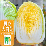 IDEAL理想农业 黄心大白菜种子秋冬季种耐寒脆甜黄心大白菜籽蔬菜种子