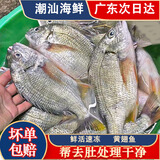 黄翅鱼 黄立鱼 黄墙黄蜡鱼潮汕海鲜水产品黄脚立鱼黄鳍鲷赤翅鱼 3-4条1斤（去肚前500g）
