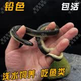 SMVP玉米蛇活物真蛇宠物蛇爬宠幼体异宠宠物无毒蛇宠 铅色/华游/金边水蛇