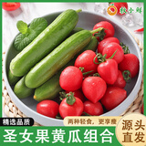 京地达山东圣女果+水果黄瓜组合净重3斤 生吃轻食小番茄 源头直发包邮 