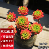 两腿跑【顺丰送货上门】多肉植物带盆桌面盆栽组合绿植花卉幼儿园盆栽 蒂亚(带盆栽好)