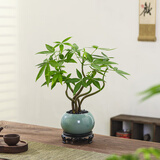 八芽盆栽发财树植物室内禅意招财树盆景办公室桌面绿植源头直发包邮 五福发财树-圆肚盆-密胺托盘 含盆