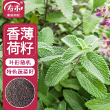 寿禾 薄荷种子苗可食用香草植物盆栽种植 潍丰食用香薄荷种子1200粒