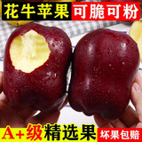 甘肃天水花牛苹果新鲜应季水果脆粉面苹果老人宝宝刮泥红苹果送礼 3斤 70-75mm【中果】