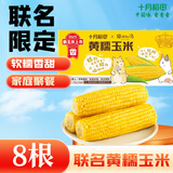 十月稻田 黄糯玉米 3.52斤(220g*8根) 25年新玉米 低脂粗粮 早餐 联名款
