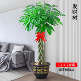 发财树盆栽室内植物客厅绿植大型室内大棵盆景办公室摆件花卉h 【发财树】1-1.2米辫子款（福字款) 含盆