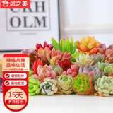 沭之美多肉植物桌面盆栽绿植DIY花卉 随机多肉30颗 不含盆 源头直发