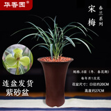 华香园春兰老八种【宋梅】兰花苗浓香型养兰入门室内耐阴绿植花卉 宋梅8苗带盆(棕高款真紫砂盆)不带花苞
