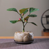 八芽盆栽小盼菩提树植物室内禅意盆景办公室桌面好养绿植源头直发包邮 莲花盆菩提（含紫砂托盘）