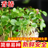 种菜记 芽苗菜种子纸上种菜无土栽培萝卜空心菜豌豆松柳盆栽蔬菜籽四季 香椿200克